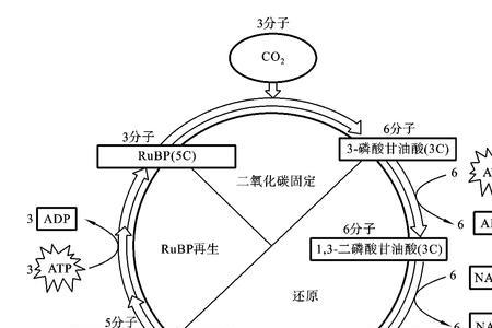 卡尔文循环至少要几次