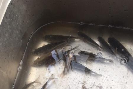 大鲤鱼和小鲤鱼会在一个窝子吗