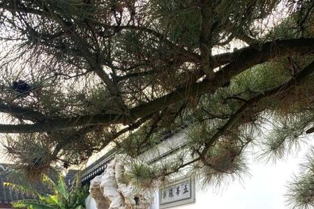 庭院可以摆放石羊吗