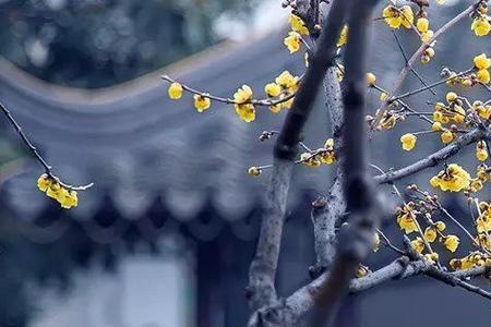 来日倚窗前的倚是什么意思