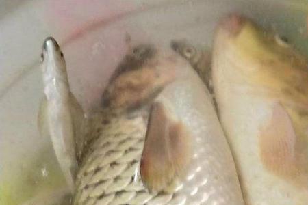 为什么小鲤鱼比大鲤鱼冲劲大