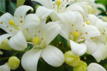 九里香在楼房能开花吗