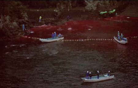 海豚湾拍摄中有人死吗