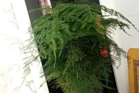 文竹泡过多菌灵可以直接上盆吗