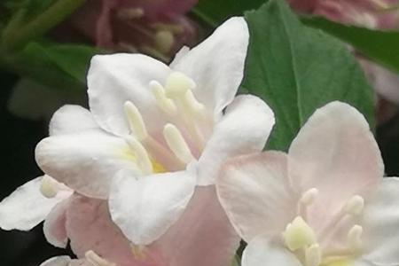 花态柳情山容水貌意思