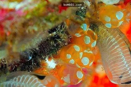 海鞘是鱼类么