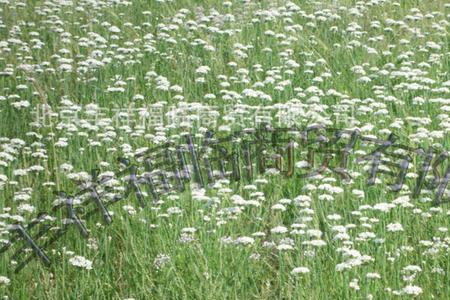 呼和浩特哪里有韭菜花采摘