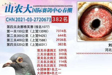 异地办赛鸽证合规吗