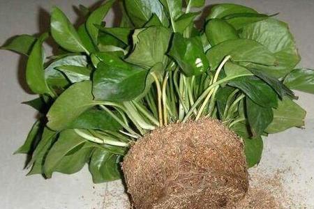 用绿萝盆中的土可栽栀子花吗