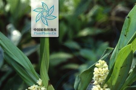 毛兰生长周期