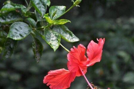扶桑花可以生吃吗