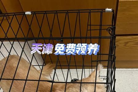 天津哪个区可以养大型犬