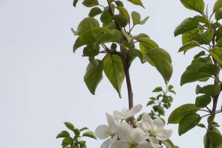 描写苹果树开花诗句