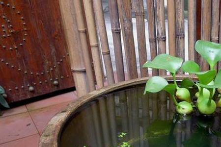 水葫芦能放在孔雀鱼缸里吗