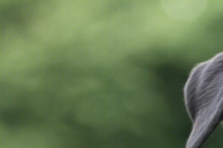 罗威纳犬四个月头怎么不大