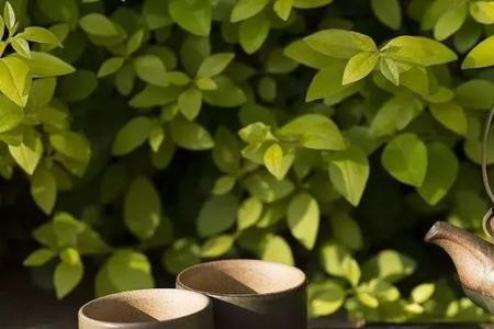 形容一个人很茶艺是什么意思