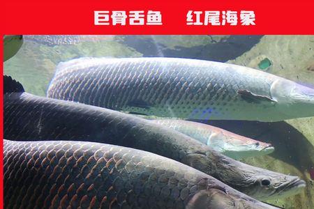 40淡水缸养什么鱼巨骨舌