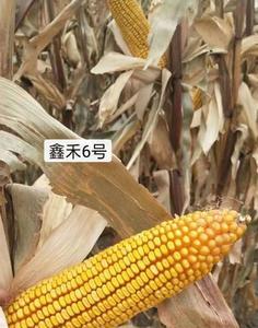 紫金玉米种子是哪个公司