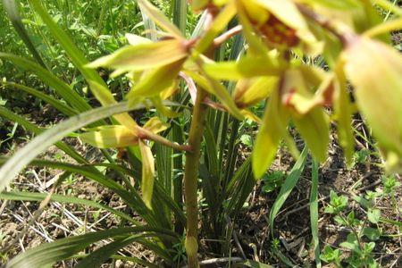 野兰花一年开几次花