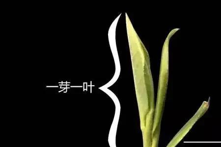 一芽两叶和一芽三叶的区别