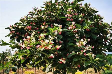 五彩锦带花树什么时候开花