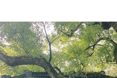 中秋节灵隐寺营业时间