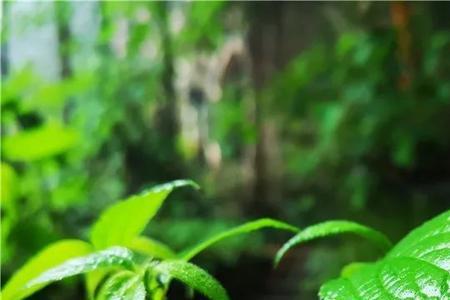 形容下雨天树木朦胧的诗句