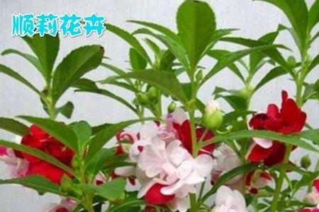 指甲花染头发怎样上色效果快