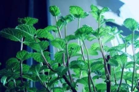 野生薄荷可以盆栽吗