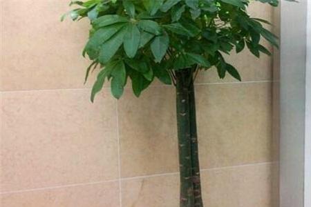 发财树是不是有毒