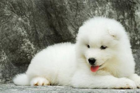 萨摩耶幼犬胎毛多久换完