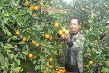 锦橙能叫名字吗