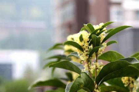 四季桂种植多长时间长成