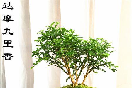 达摩九里香开花吗