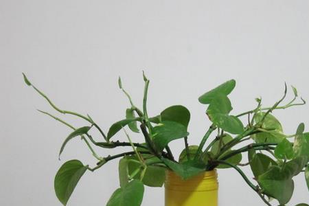 水培绿萝加白糖水方法