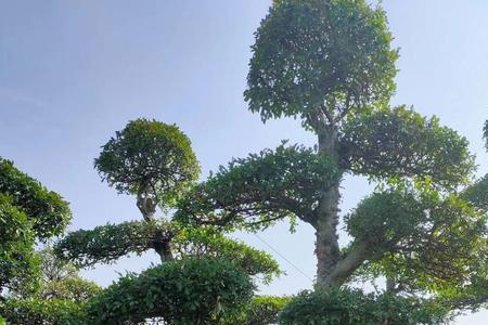 榆树下山木桩栽培时间