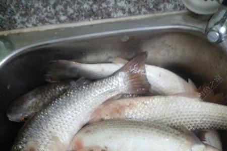 黄家湾钓鱼用什么饵料