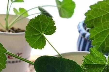 锦葵一盆几棵