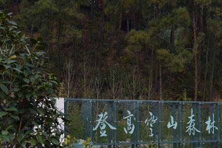 登高云山森林公园的粉黛开了吗