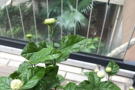 艾叶水可以浇茉莉花吗