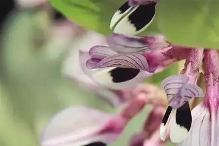 沙姜开花的正确方法