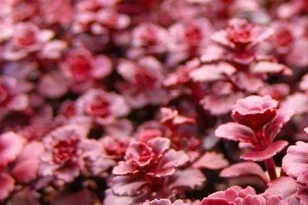 龙血景天开花
