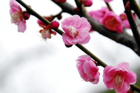 夏天梅花开什么意思