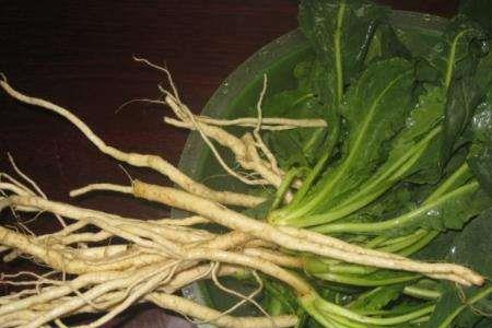 板蓝根移栽时间