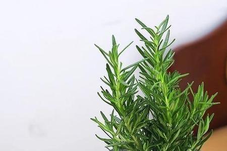迷迭香和檀香哪个好闻