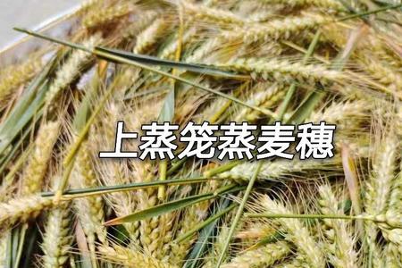 麦鲮煮汤好吃吗