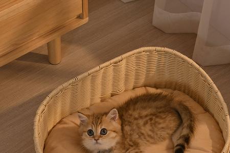 猫的用品大概多少元