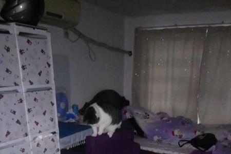 一间卧室能养两只猫吗