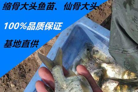 大头鱼养殖利润和成本