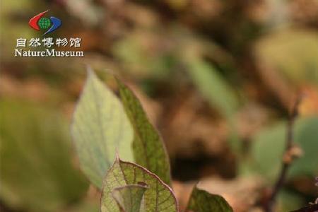 兰豆的属性
